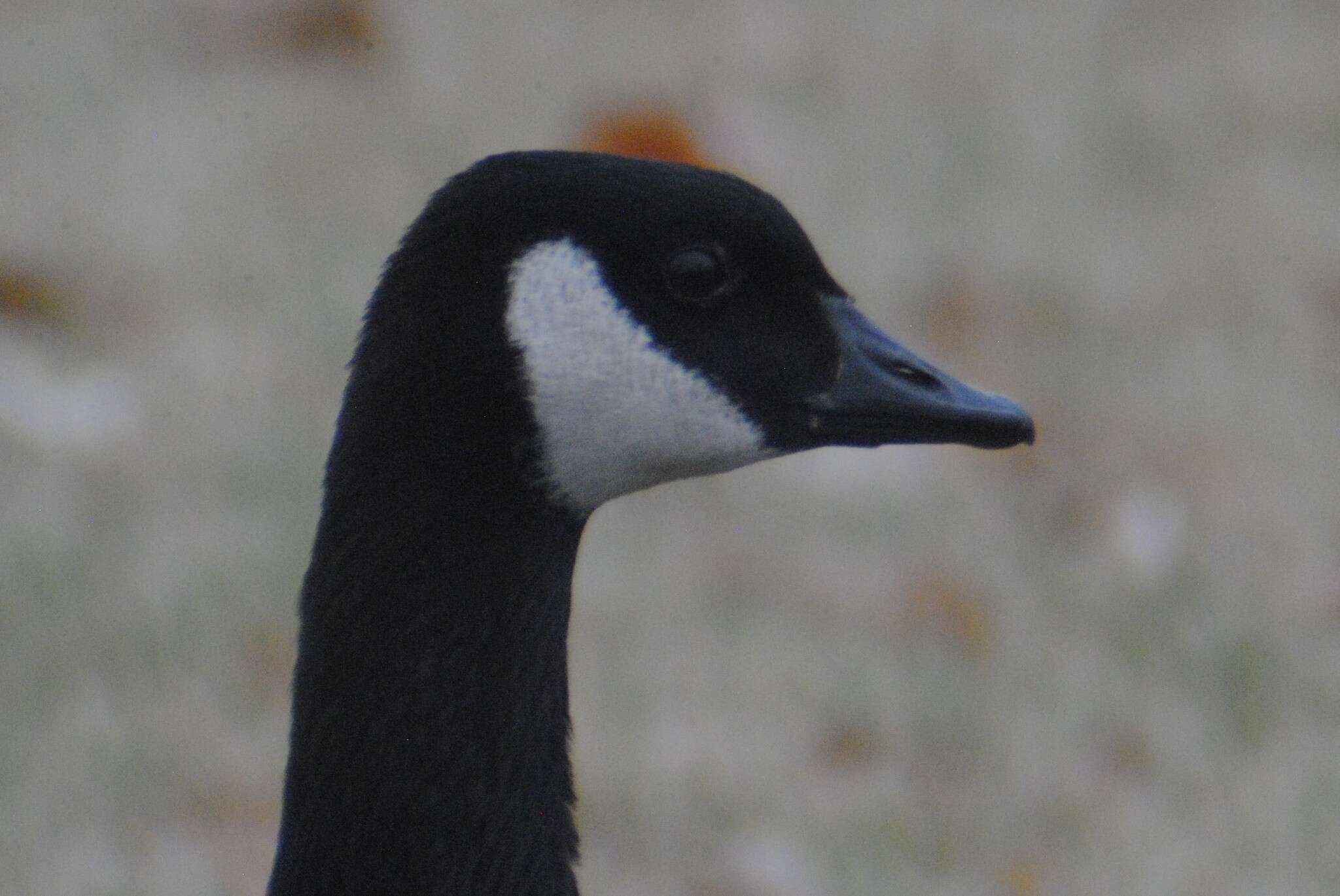 Image of Branta hutchinsii taverneri Delacour 1951