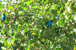 Image of Paradise Tanager