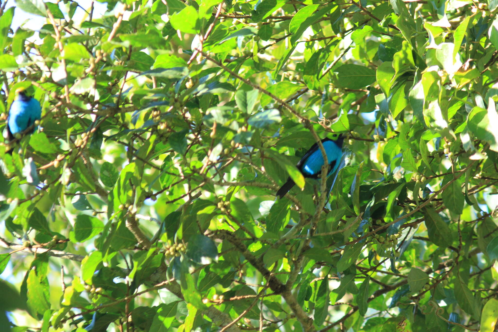 Image of Paradise Tanager