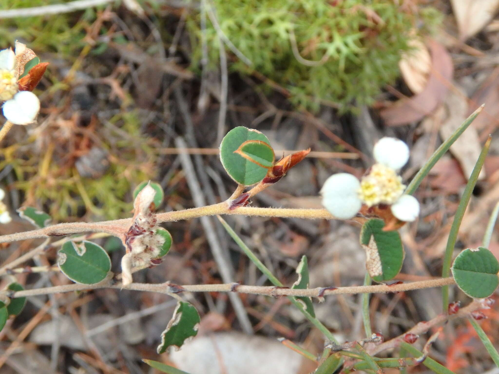 صورة Spyridium thymifolium Reiss.