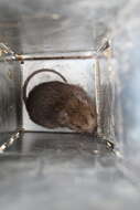 Image of Desmarest's Spiny Pocket Mouse