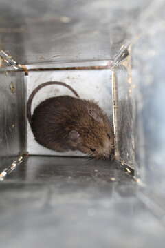 Image of Desmarest's Spiny Pocket Mouse