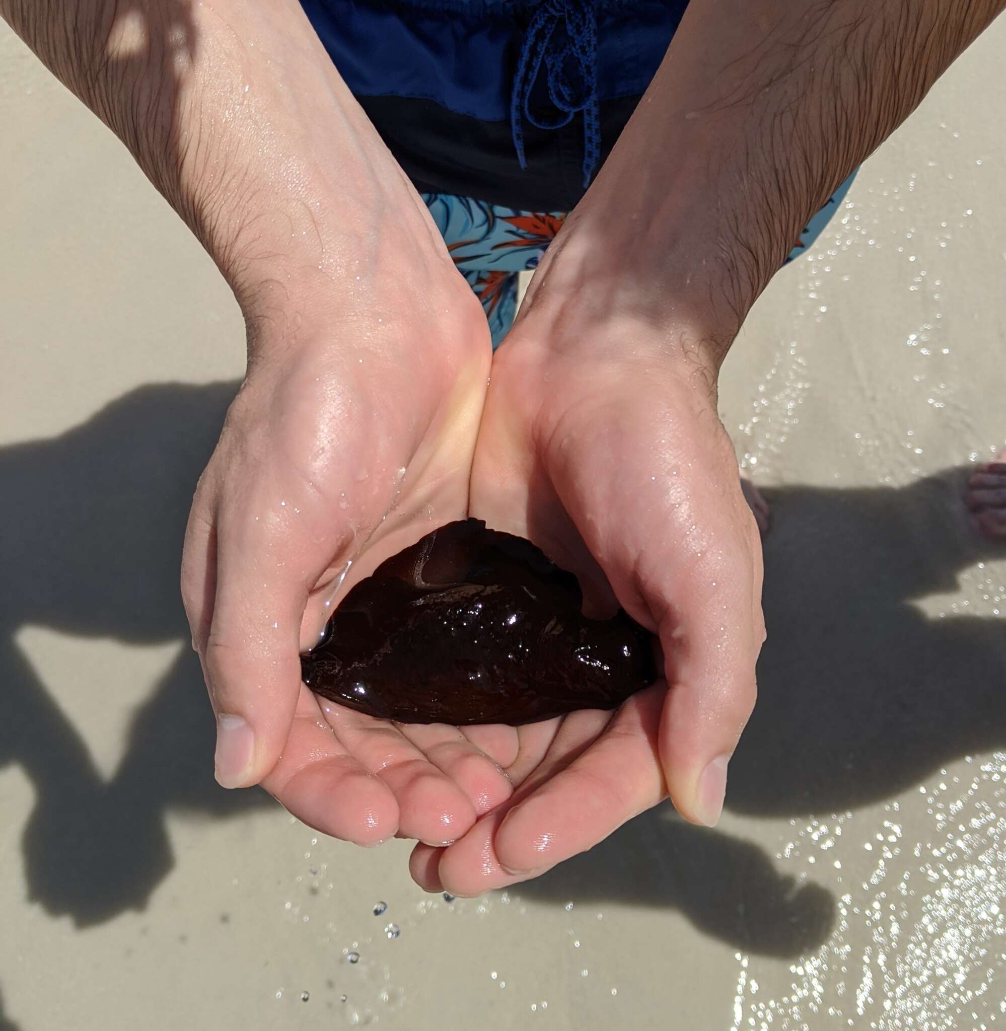 Image of Atlantic black seahare
