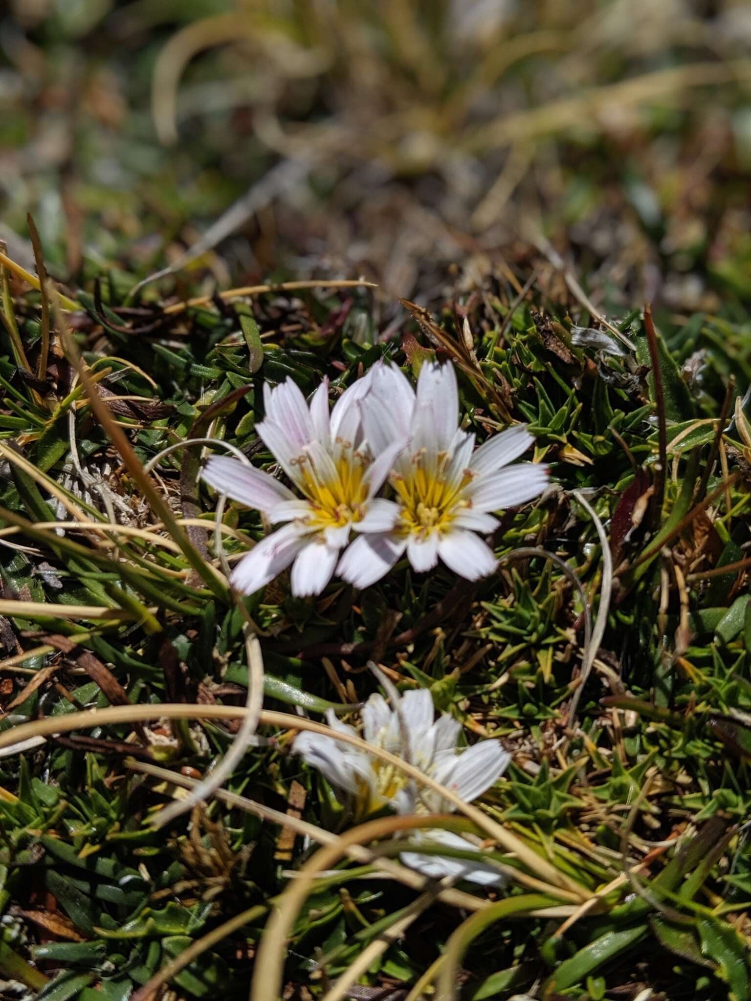 Image of Hypochaeris taraxacoides (Meyen & Walp.) Ball