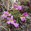 Image of Androsace halleri subsp. nuria Schönsw. & Schneew.