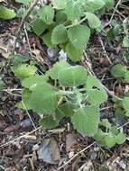 Image of <i>Coleus grandidentatus</i>