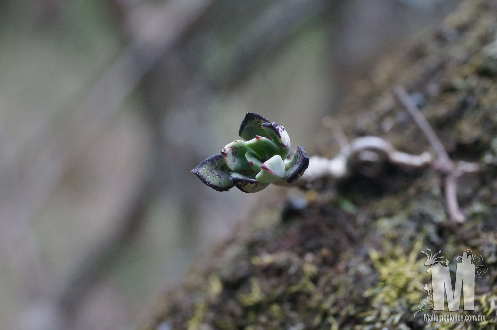 Image of Echeveria waltheri Moran & Meyrán