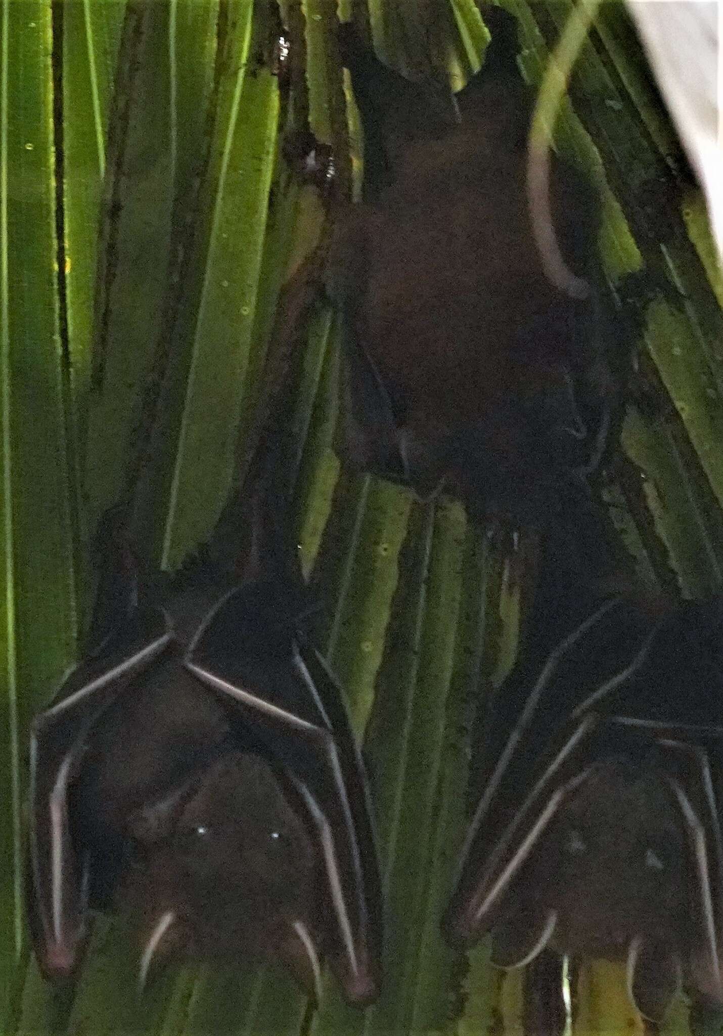 Image of greater short-nosed fruit bat
