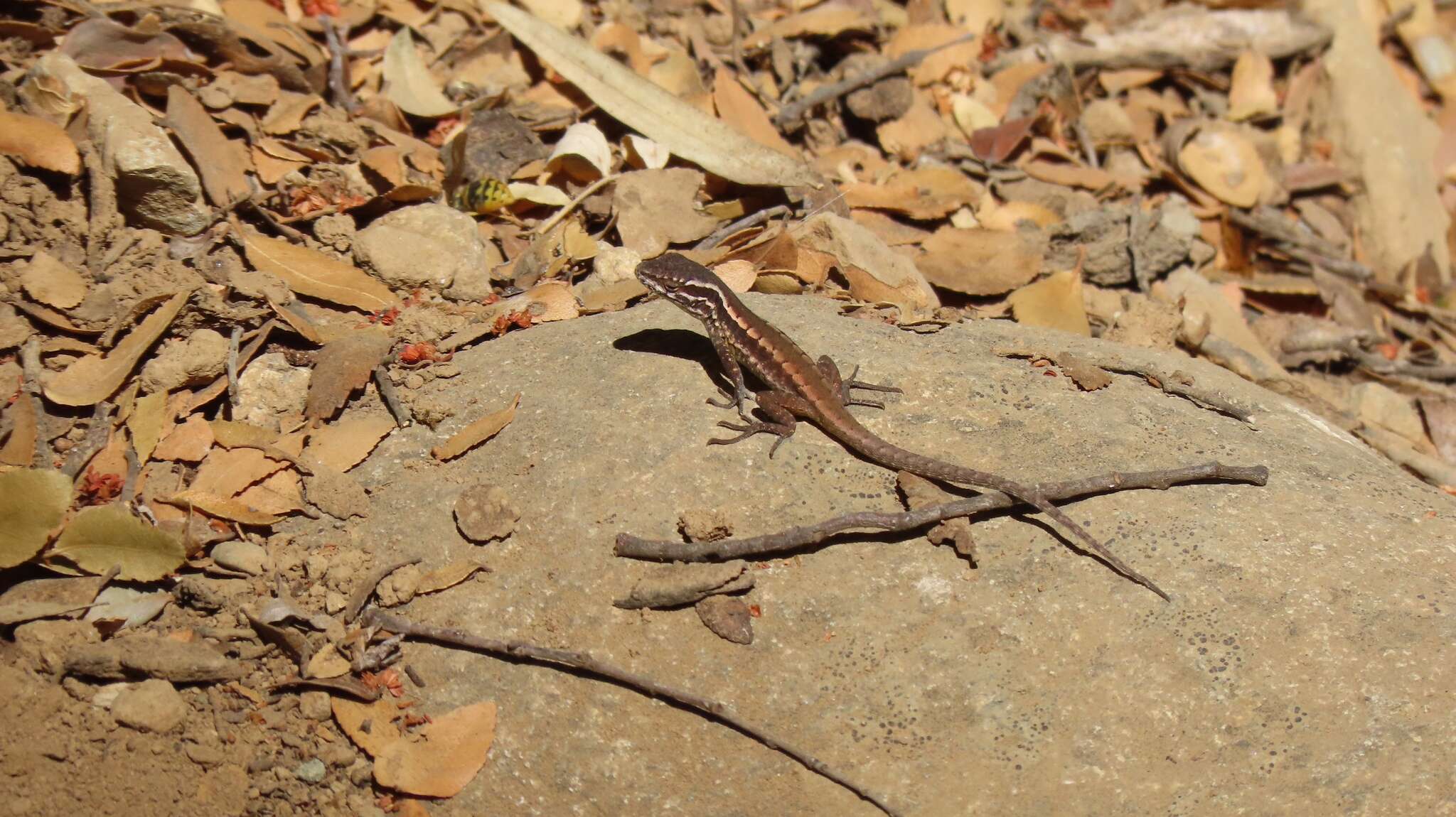 Liolaemus septentrionalis Pincheira-donoso & Nunez 2005的圖片