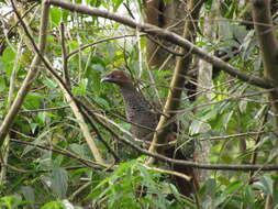 Image of Scaled Chachalaca