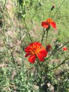 Image of Adenophyllum glandulosum (Cav.) J. L. Strother