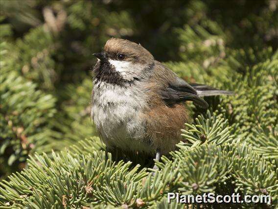 Image de Mésange à tête brune