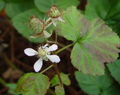 Слика од Rubus loganobaccus L. H. Bailey