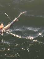 Image of Brown Smoothhound