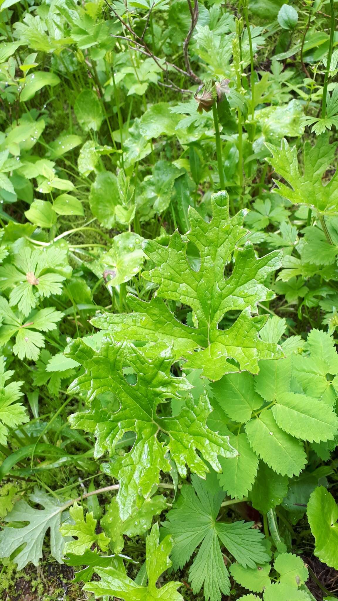 Imagem de Petasites frigidus subsp. frigidus