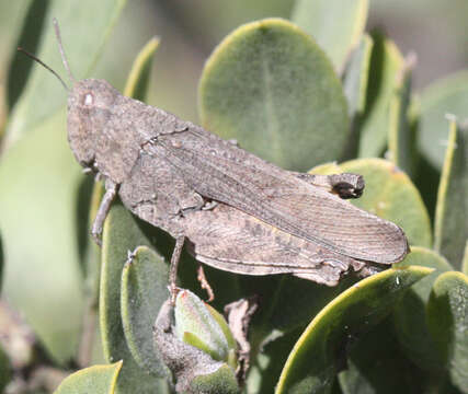 Chimarocephala pacifica (Thomas & C. 1873)的圖片