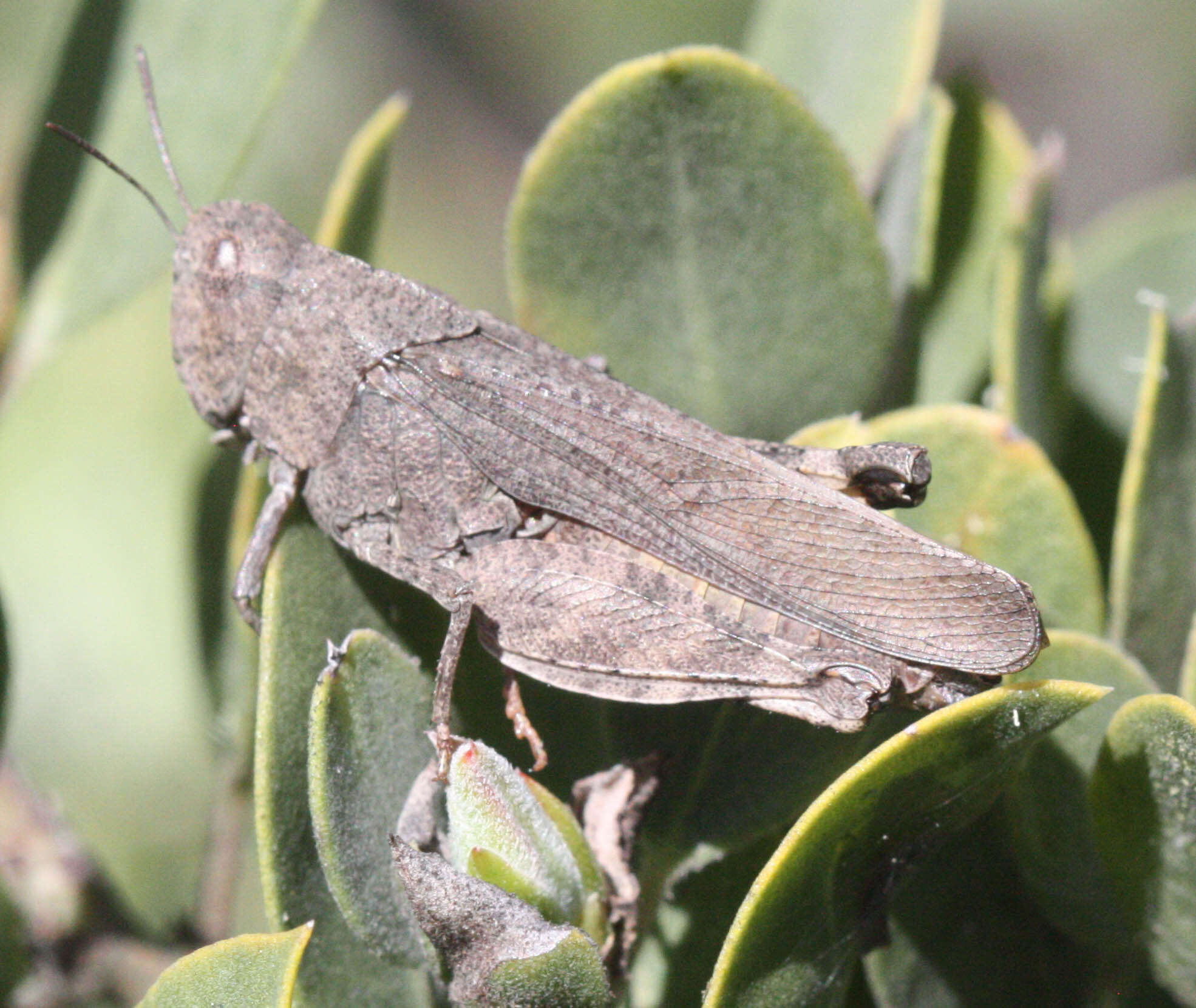 Chimarocephala pacifica (Thomas & C. 1873)的圖片