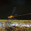 صورة Heteragrion triangulare Hagen ex Selys 1862