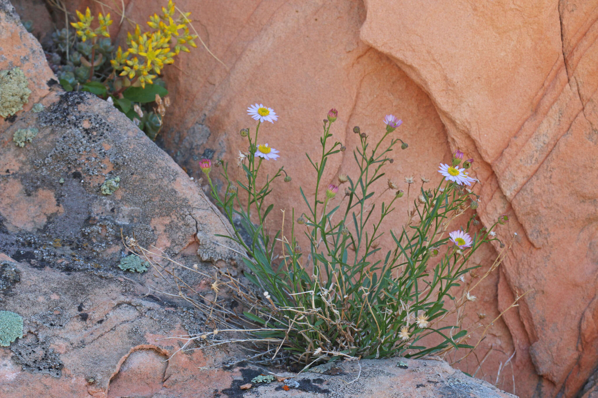 Image of sand fleabane