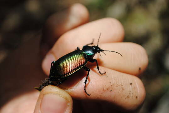 Image of forest caterpillar hunter