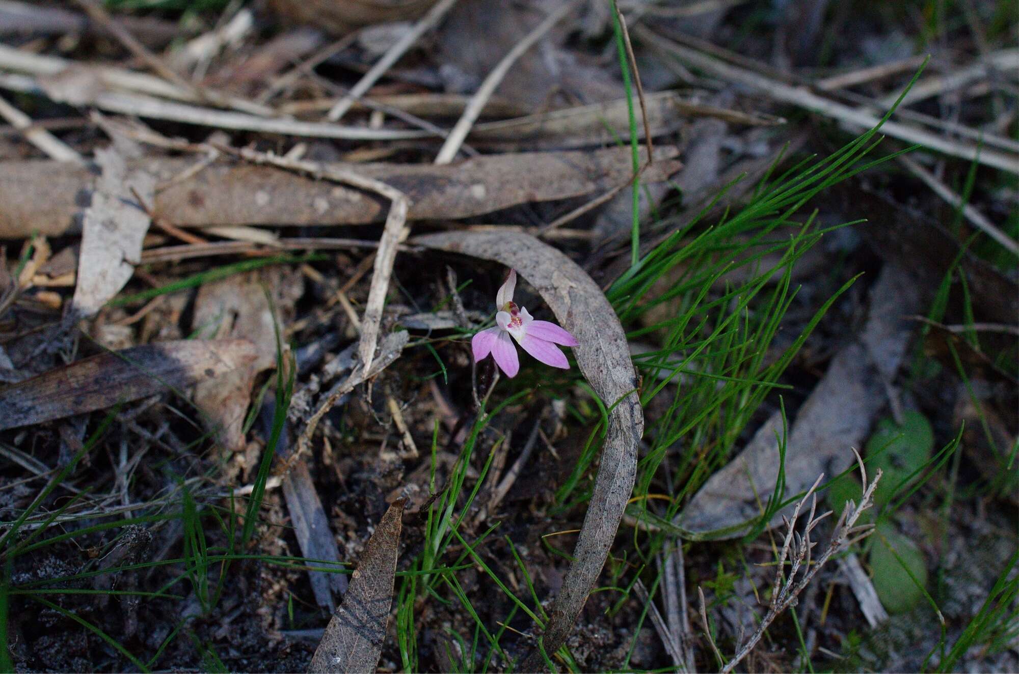 Caladenia fuscata (Rchb. fil.) M. A. Clem. & D. L. Jones的圖片