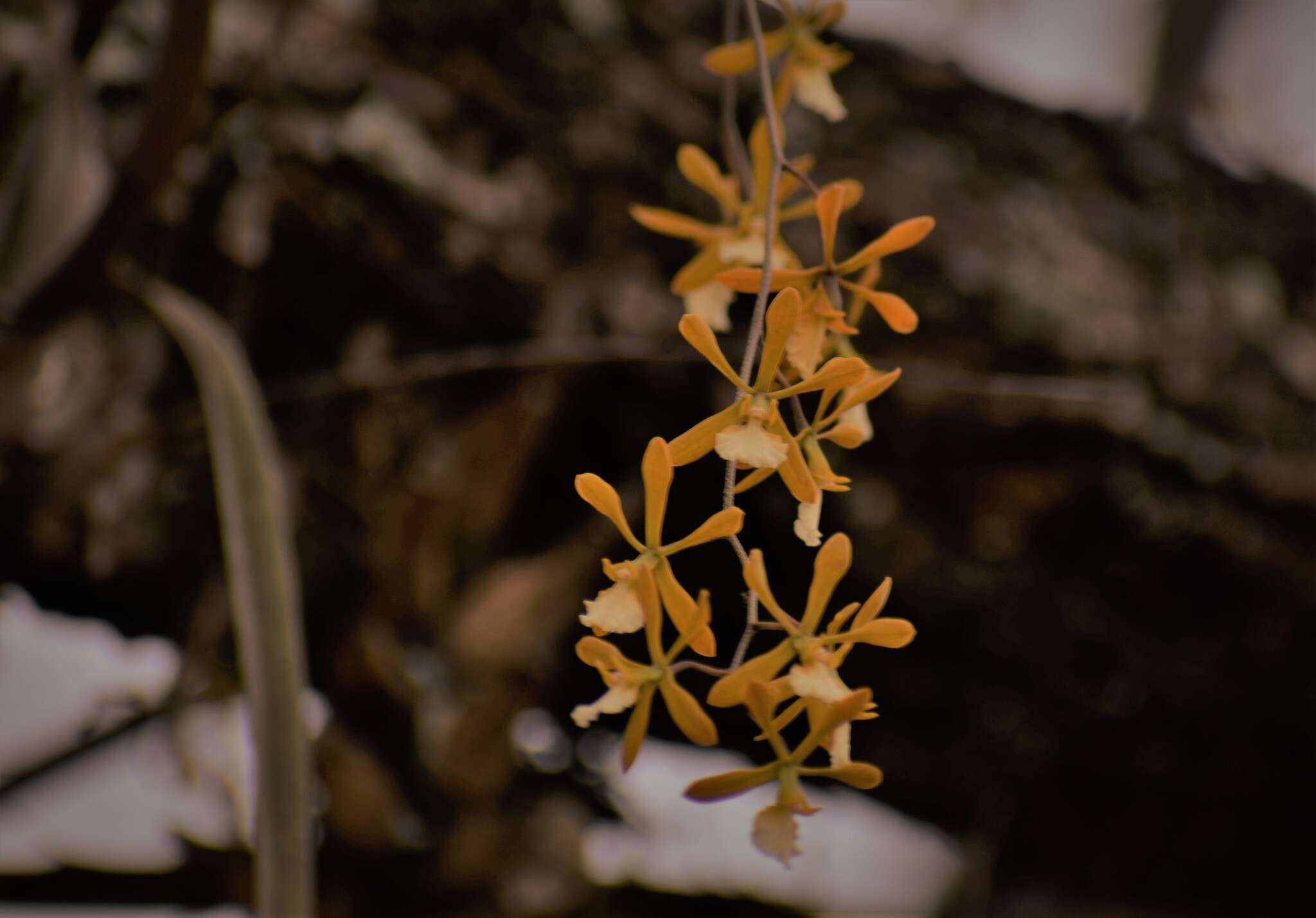 Image of Encyclia aspera (Lindl.) Schltr.