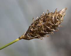 Image of Brewer's sedge