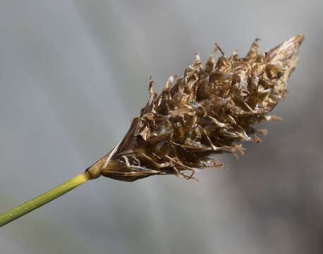 Image of Brewer's sedge