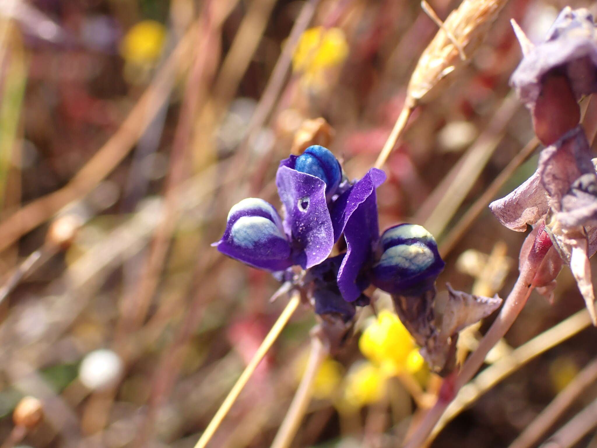 Utricularia delphinioides Thorel ex Pellegr. resmi