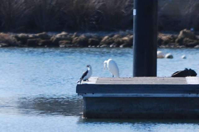 Image of Dwarf cormorants