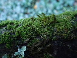 Image of zygodon moss