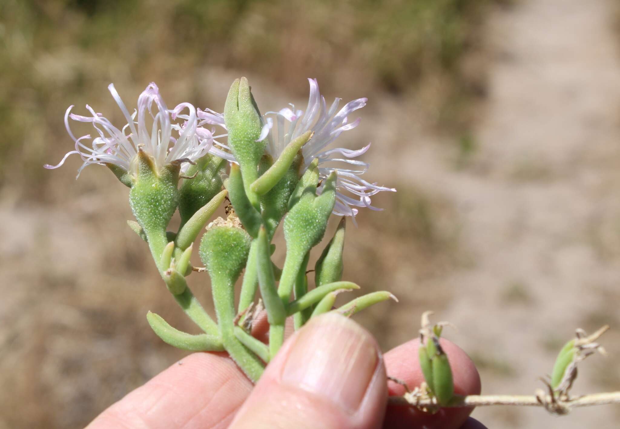 Image of Mesembryanthemum canaliculatum Haw.