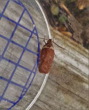 Image of Agonopterix cnicella Treitschke 1832