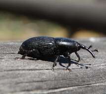 Image of Sisal Weevil