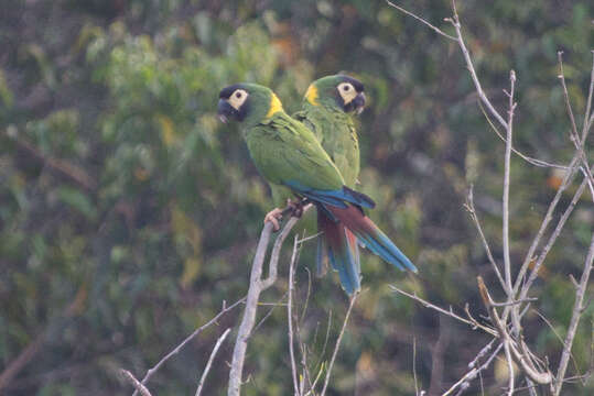 Image of Golden-collared Macaw