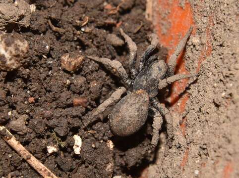 Слика од Cybaeodamus meridionalis Lise, Ott & Rodrigues 2009