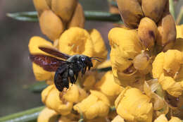 Plancia ëd Xylocopa mordax Smith 1874