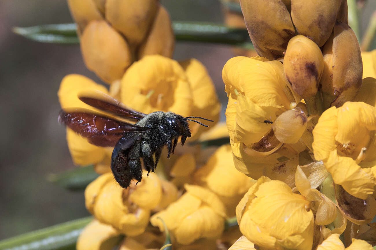 Imagem de Xylocopa mordax Smith 1874