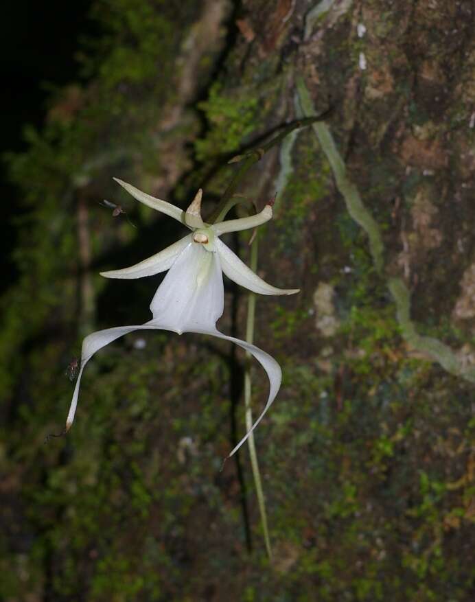 Image of Ghost orchid