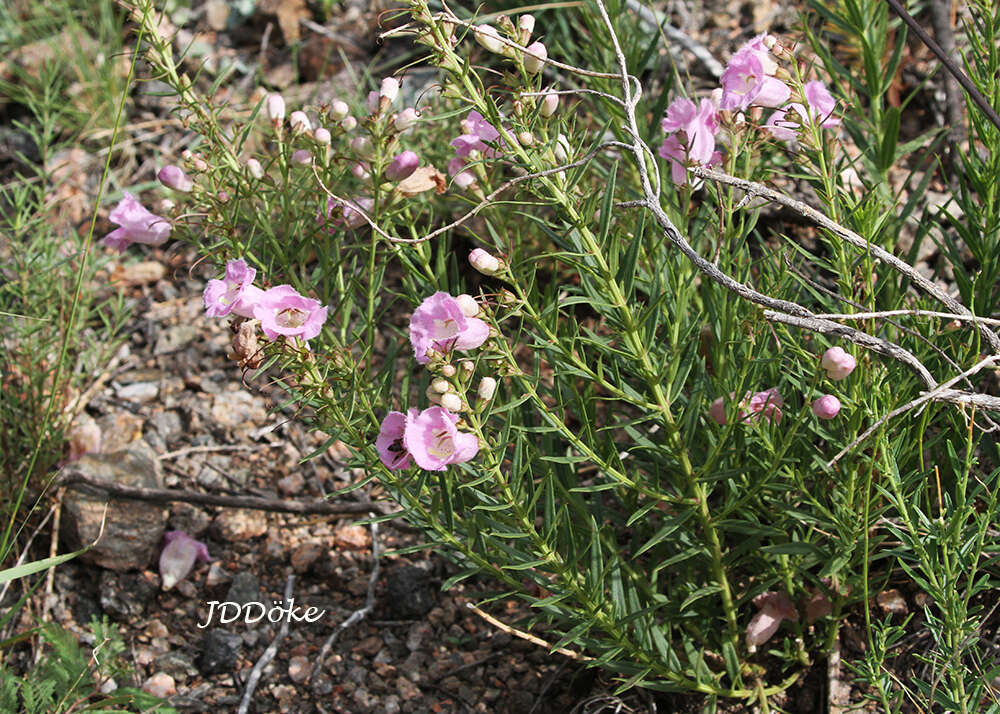 صورة Agalinis genistifolia (Cham. & Schltdl.) W. G. D' Arcy