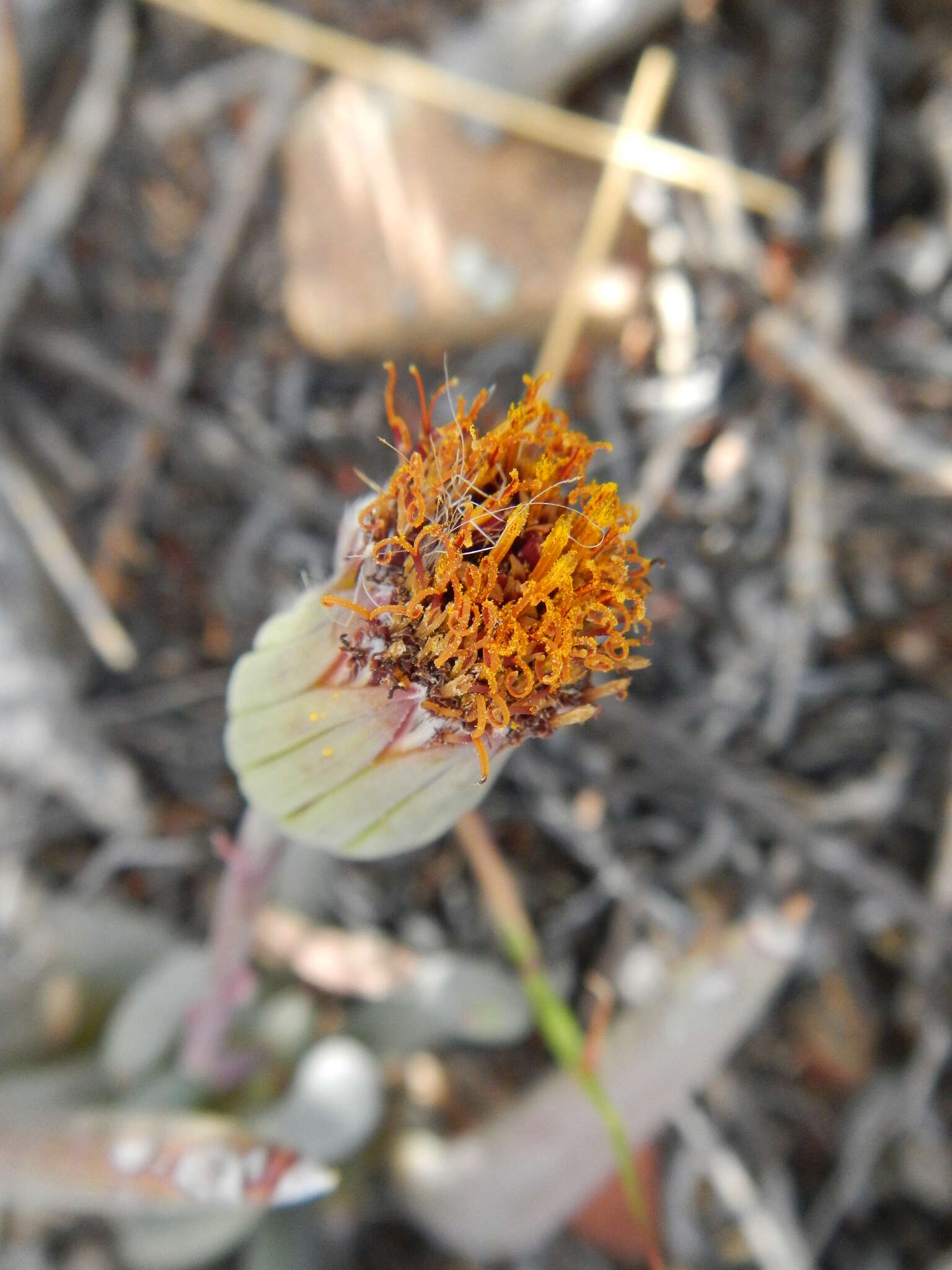 Plancia ëd Curio acaulis (L. fil.) P. V. Heath