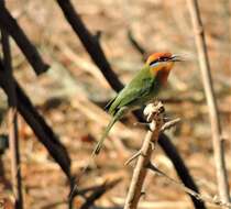 Image of Böhm's Bee-eater