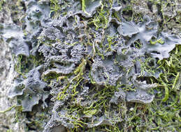 Image of Austroamerican skin lichen