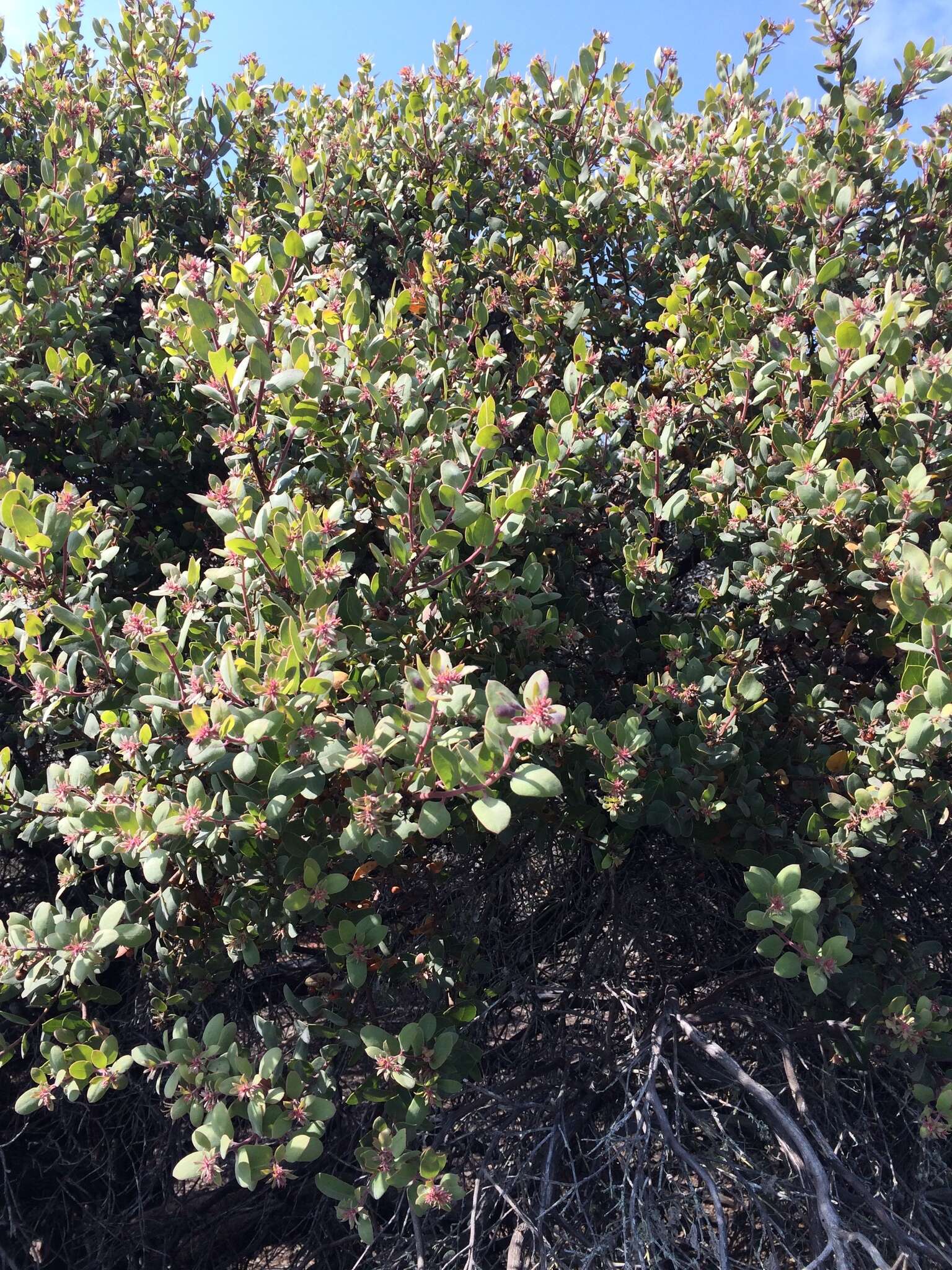 Plancia ëd Arctostaphylos morroensis Wiesl. & Schreiber