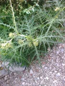 Image of Japanese thistle