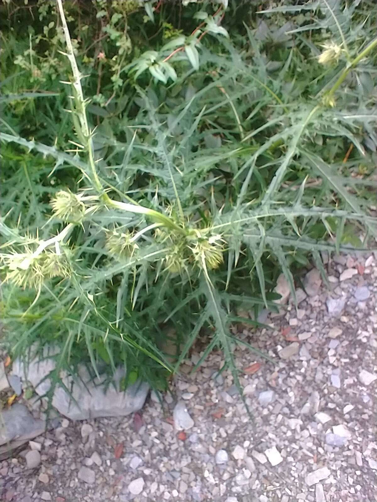 Plancia ëd Cirsium japonicum Fisch. ex DC.