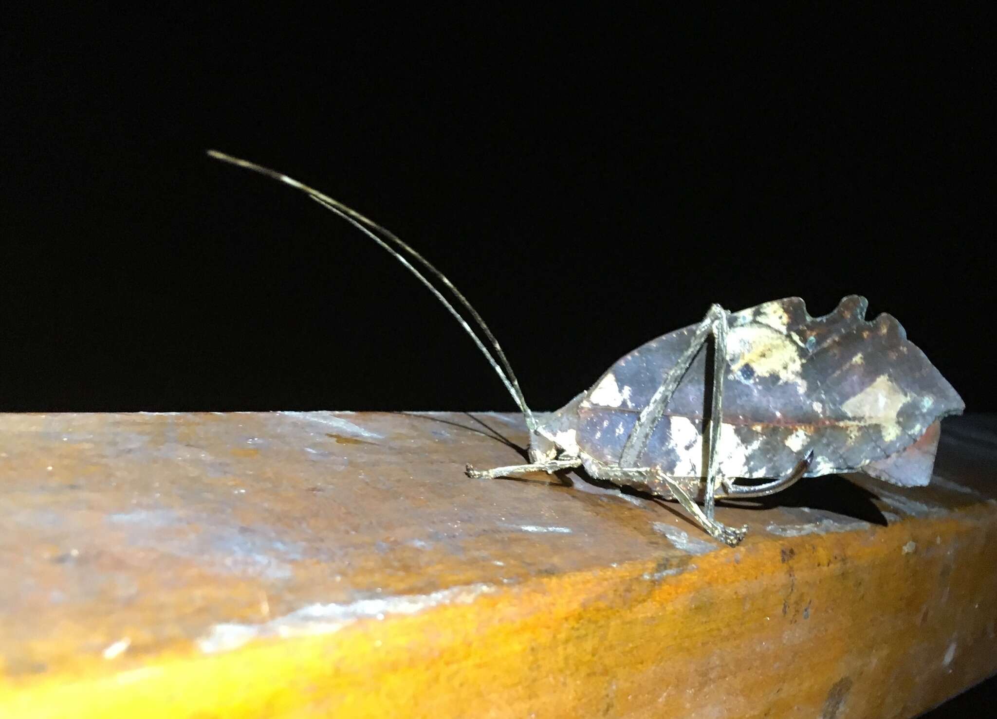 Image of Peacock katydid