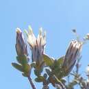 Sivun Pteronia oblanceolata Phillips kuva