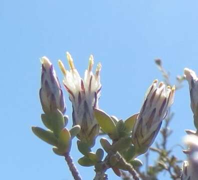 صورة Pteronia oblanceolata Phillips