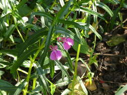 Impatiens chinensis L. resmi